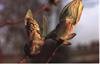 Bach Kastanieknop (Chesnut Bud)